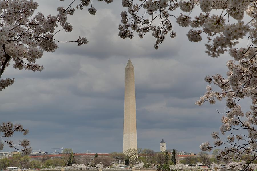 Flower Photograph - Washington Monument - Cherry Blossoms - Washington DC - 011328 by DC Photographer