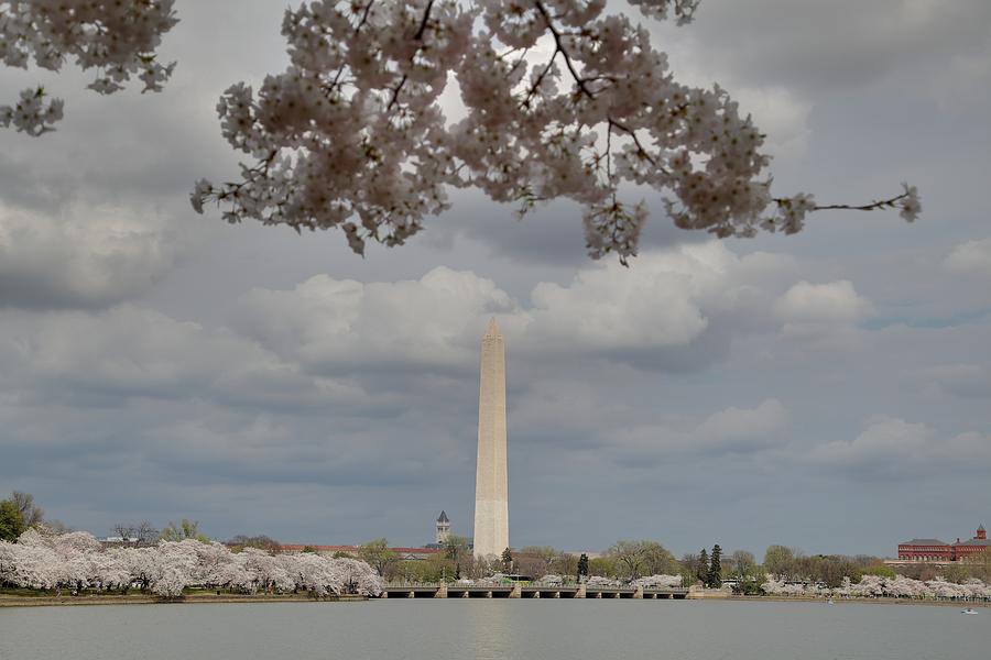 Flower Photograph - Washington Monument - Cherry Blossoms - Washington DC - 011329 by DC Photographer