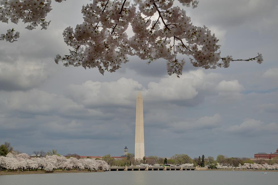Flower Photograph - Washington Monument - Cherry Blossoms - Washington DC - 011330 by DC Photographer