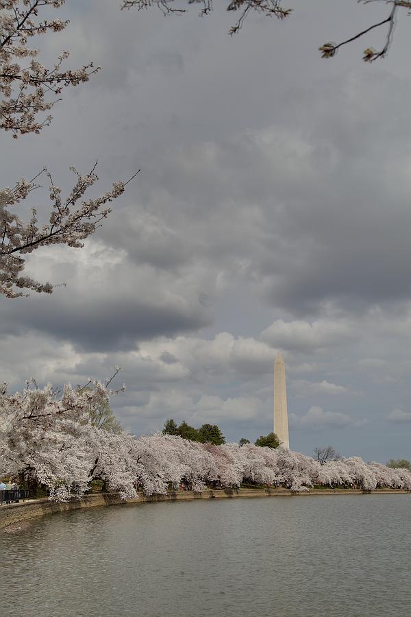 Flower Photograph - Washington Monument - Cherry Blossoms - Washington DC - 011331 by DC Photographer