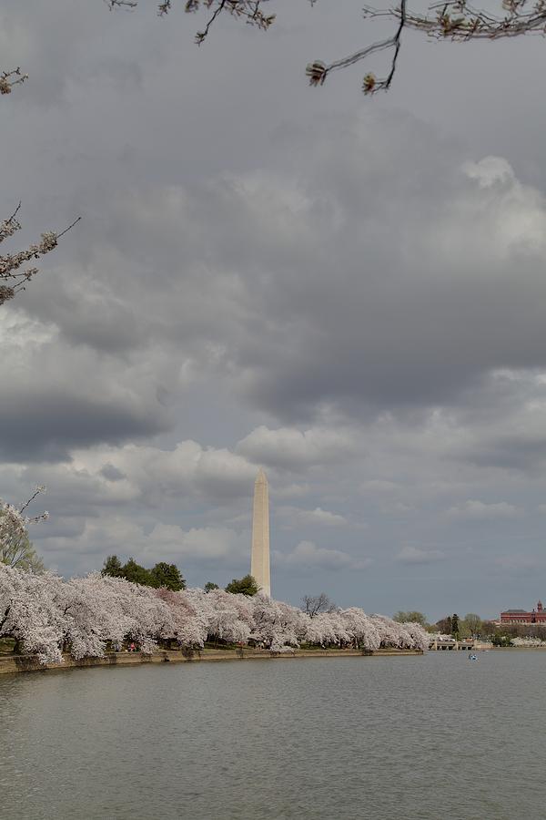 Flower Photograph - Washington Monument - Cherry Blossoms - Washington DC - 011332 by DC Photographer