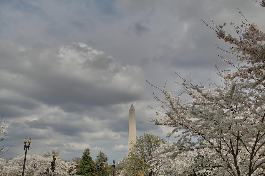 Flower Photograph - Washington Monument - Cherry Blossoms - Washington DC - 011334 by DC Photographer