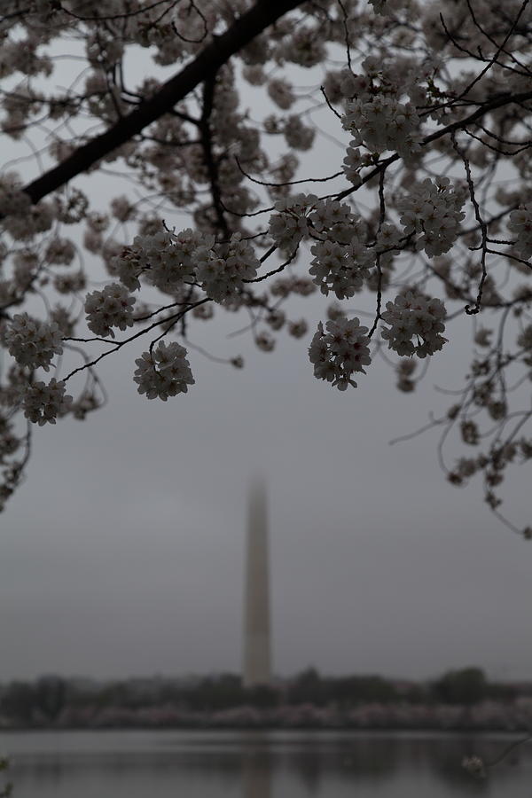 Flower Photograph - Washington Monument - Cherry Blossoms - Washington DC - 011337 by DC Photographer