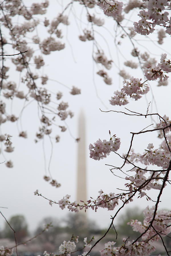 Washington Monument - Cherry Blossoms - Washington DC - 011339 Photograph by DC Photographer