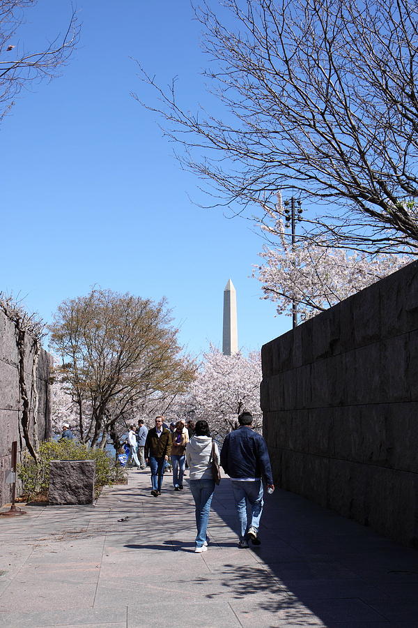 Tree Photograph - Washington Monument - Cherry Blossoms - Washington DC - 01134 by DC Photographer