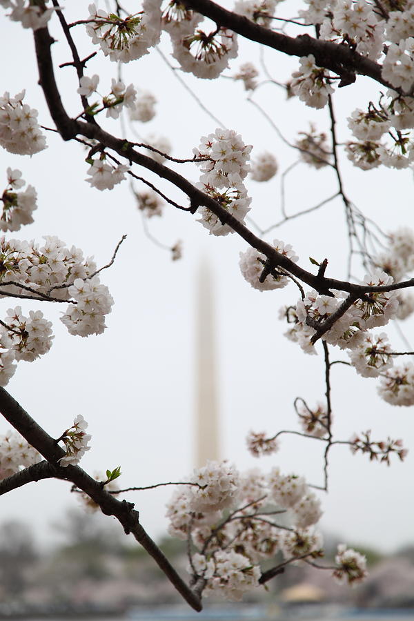 Flower Photograph - Washington Monument - Cherry Blossoms - Washington DC - 011341 by DC Photographer