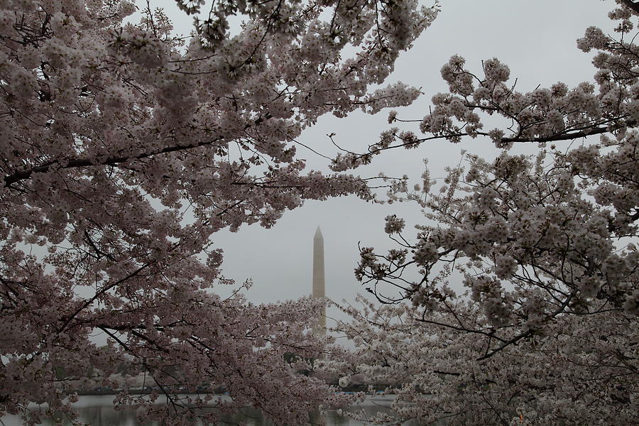 Flower Photograph - Washington Monument - Cherry Blossoms - Washington DC - 011342 by DC Photographer