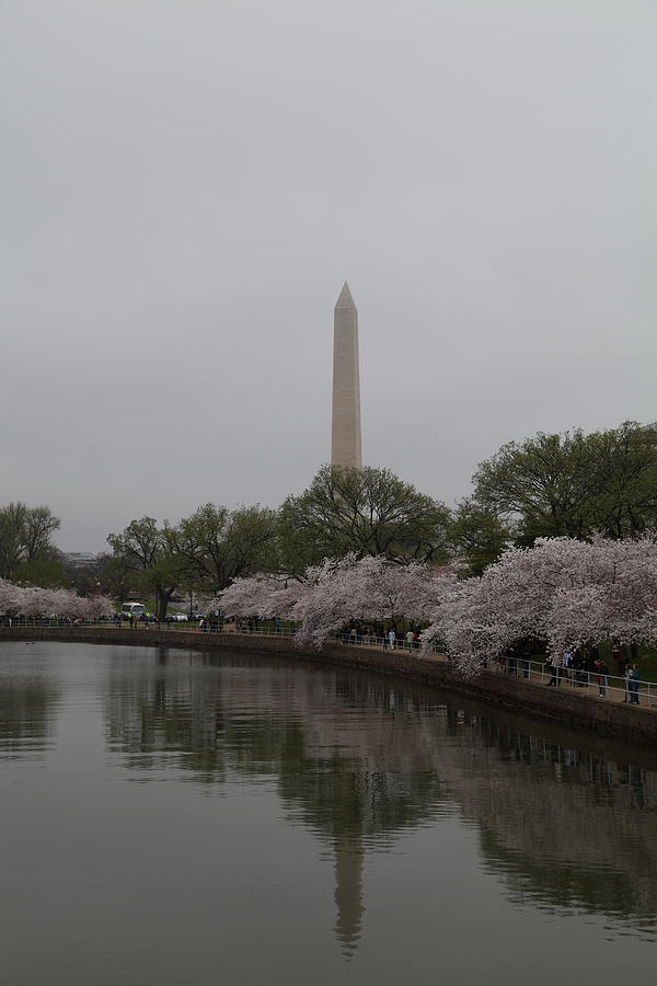 Flower Photograph - Washington Monument - Cherry Blossoms - Washington DC - 011344 by DC Photographer