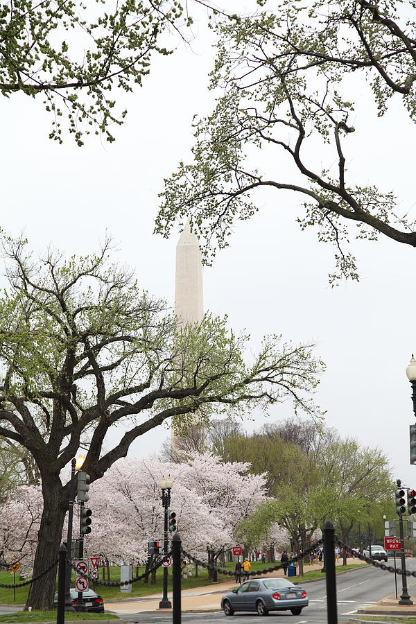 Flower Photograph - Washington Monument - Cherry Blossoms - Washington DC - 011346 by DC Photographer