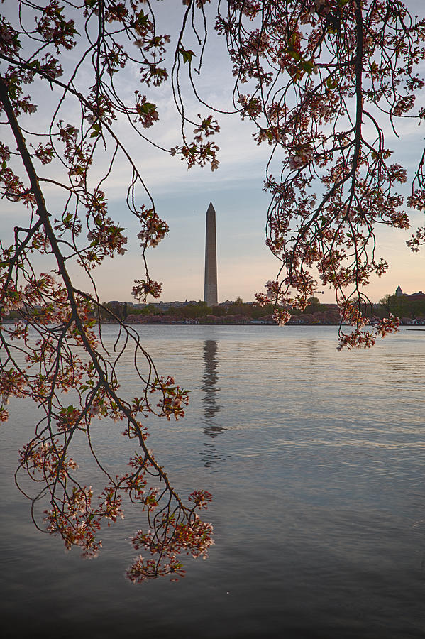 Washington Monument during the cherry blossom week. Photograph by Jack Nevitt