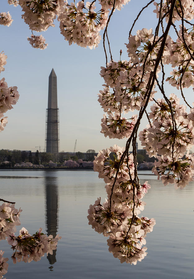 Washington Monument framed by Blossoms Photograph by Leah Palmer