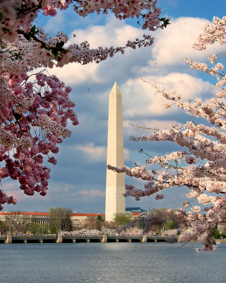 Washington Monument in Spring Photograph by Mary Almond