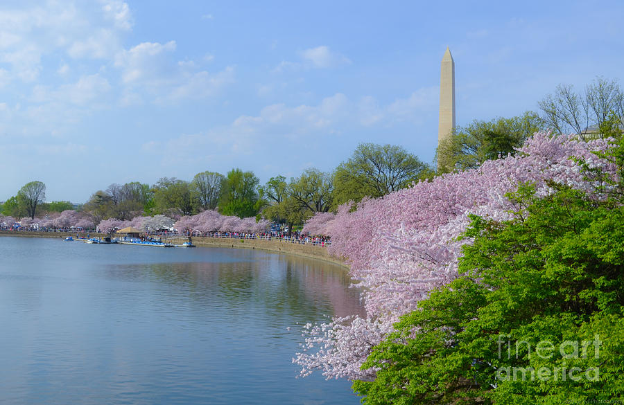 Washington Monument on the Basin Blossoms Photograph by Jeff at JSJ Photography