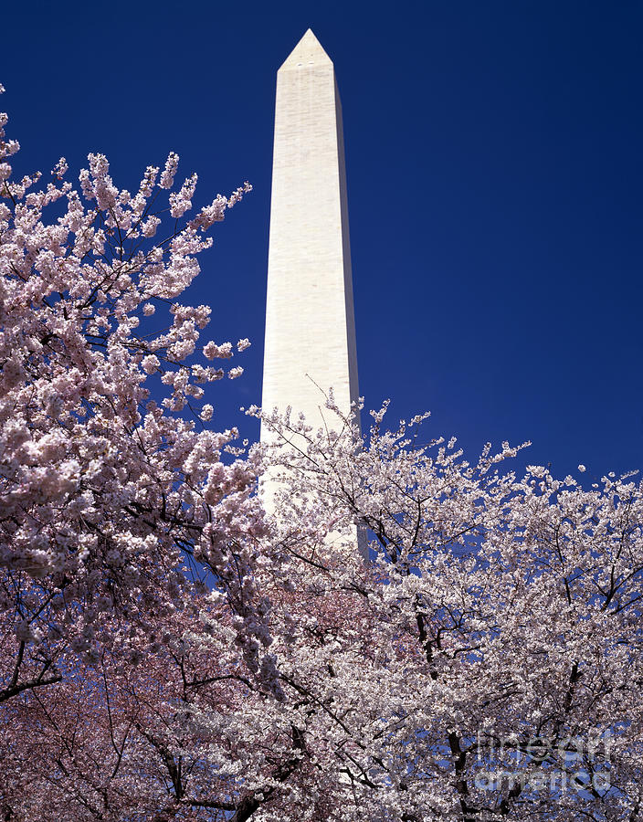 Washington Monument Photograph by Rafael Macia