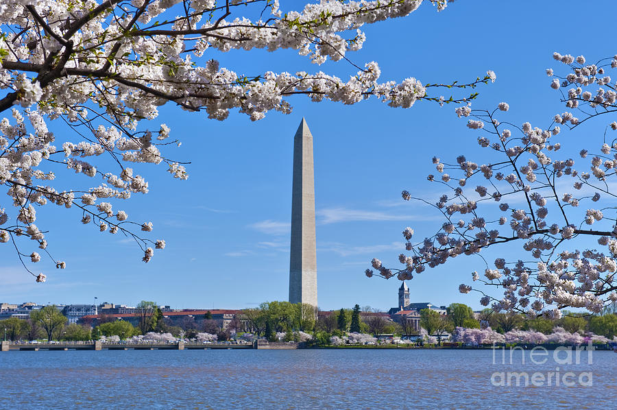 Washington Monument Spring Cherry Blossom trees Full Bloom Tidal Basin Photograph by David Zanzinger