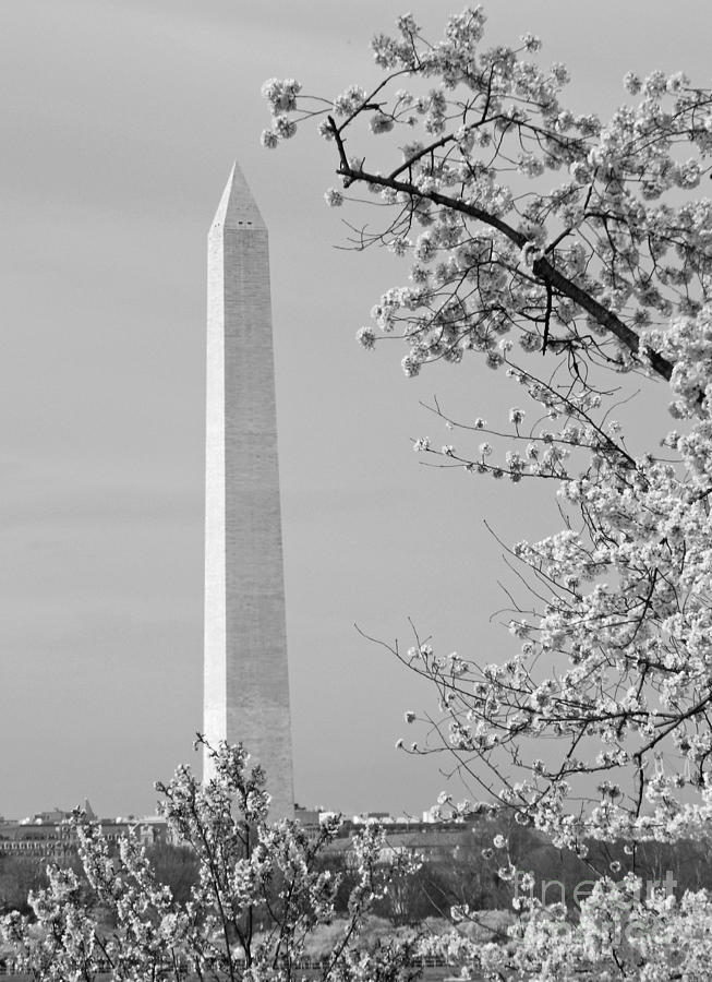 Washington Monument Surrounded by Cherry Blossoms Photograph by Emmy Vickers