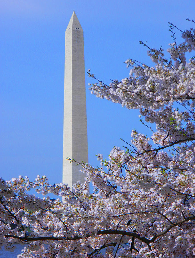 Washington Monument Surrounded By Cherry Blossoms II Photograph by Emmy Marie Vickers
