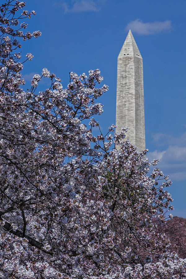 Washington Monument Photograph by Susan Candelario