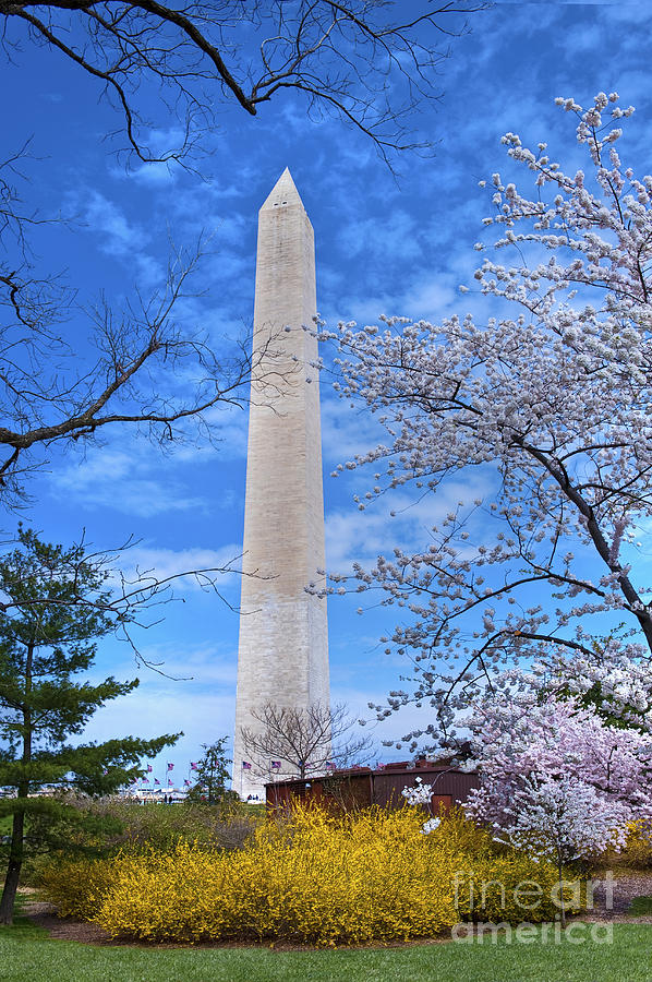 Washington Monument Washington DC Nations Capital Framed by Cherry trees Photograph by David Zanzinger