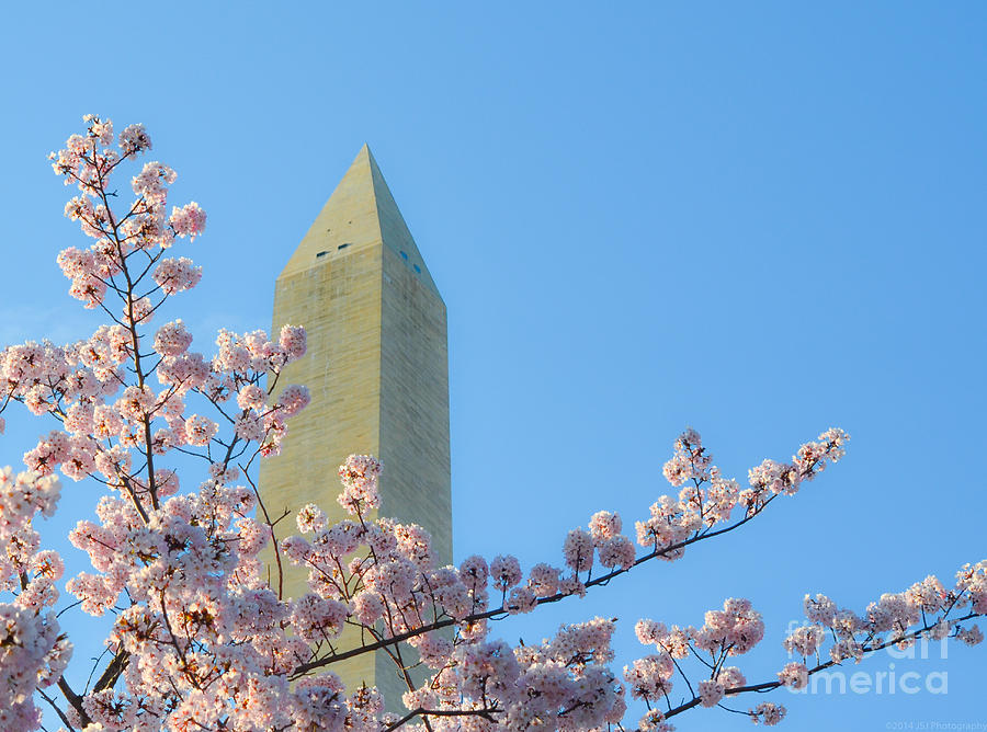Washington Monument with Blossoms Photograph by Jeff at JSJ Photography