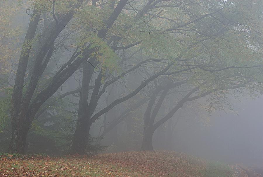Washington Park Fog 1 Photograph by Ken Dietz