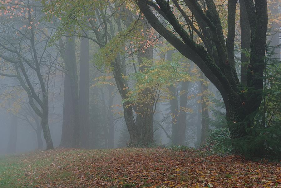 Portland Photograph - Washington Park Fog 2 by Ken Dietz