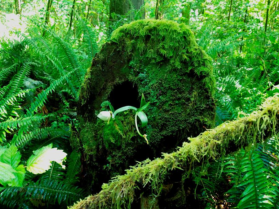 Forest Photograph - Washington Rain Forest by Nina Donner