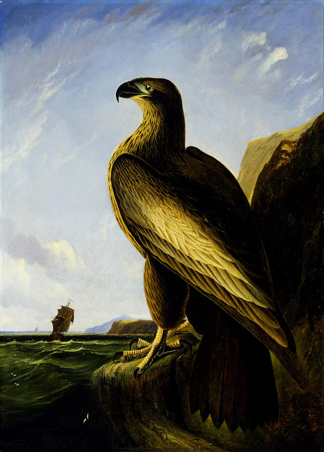 Washington Sea Eagle Painting by John James Audubon