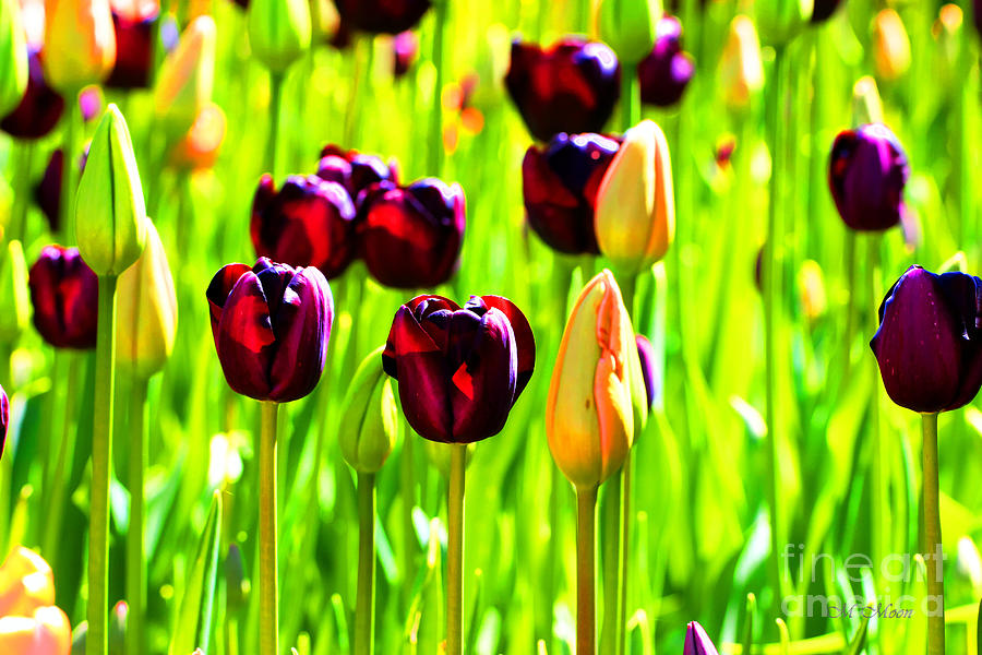 Washington Tulips - Mount Vernon Photograph