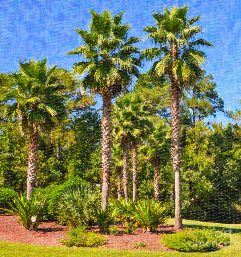 Washingtonia Palms Photograph