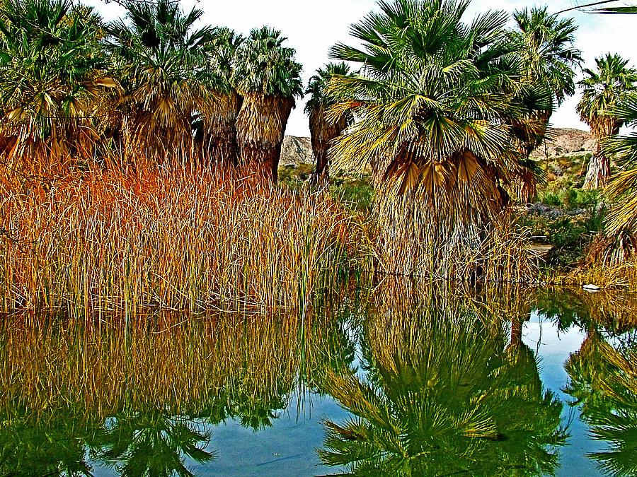 Washingtonian Fan Palm Oasis in Coachella Valley Preserve-California Photograph by Ruth Hager