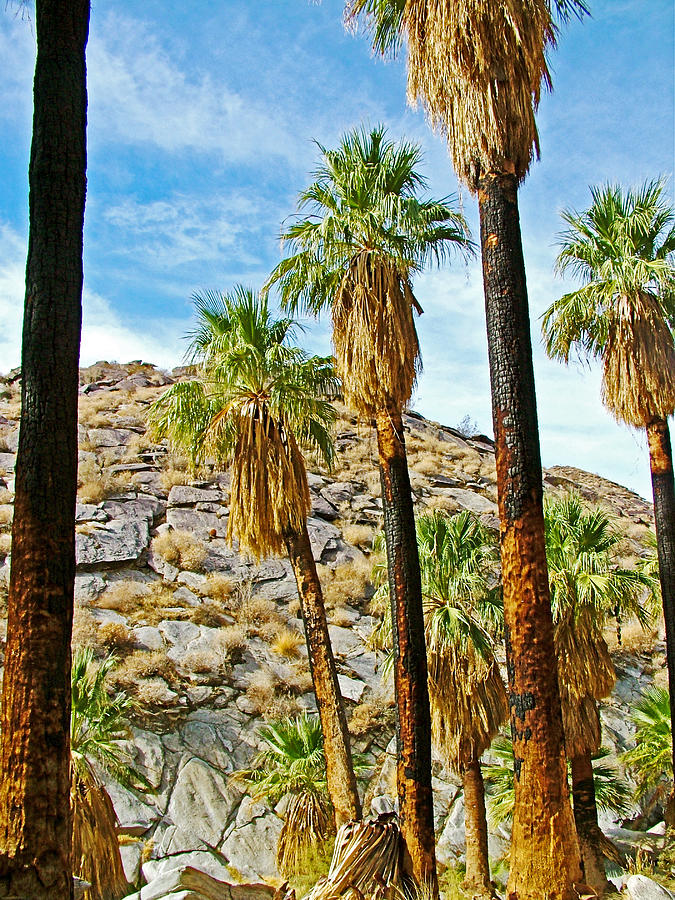 Washingtonian Fan Palms on Palm Canyon Trail near Palm Springs-California Photograph by Ruth Hager