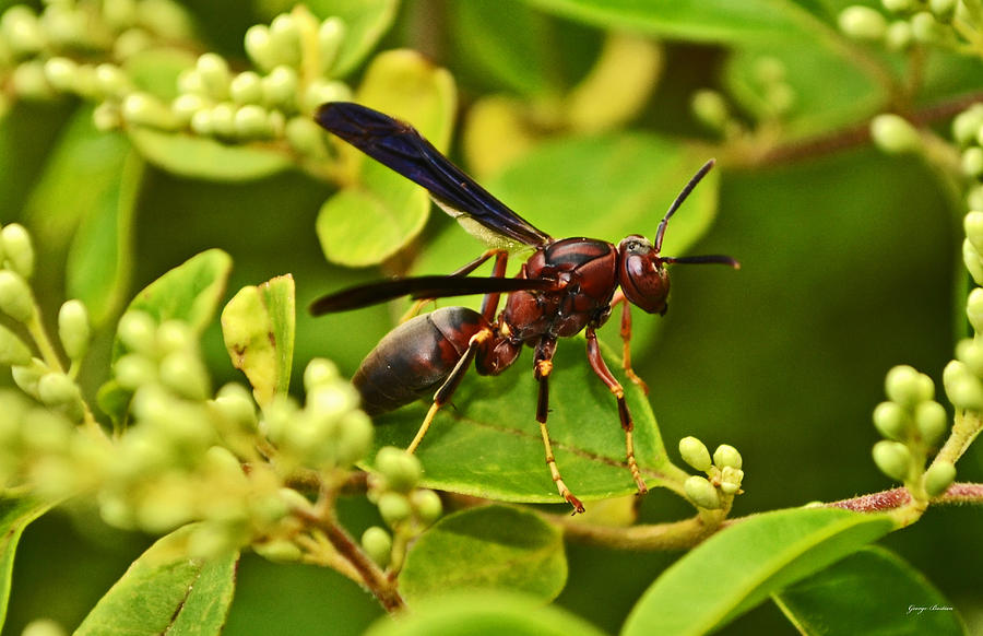 Wasp 002 Photograph by George Bostian - Fine Art America