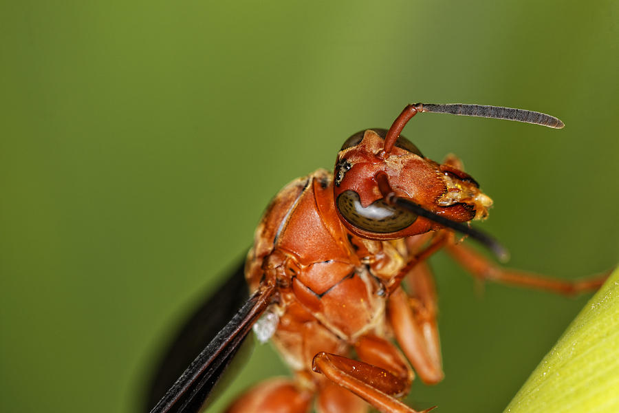 Wasp 1 Photograph by Jonathan Davison