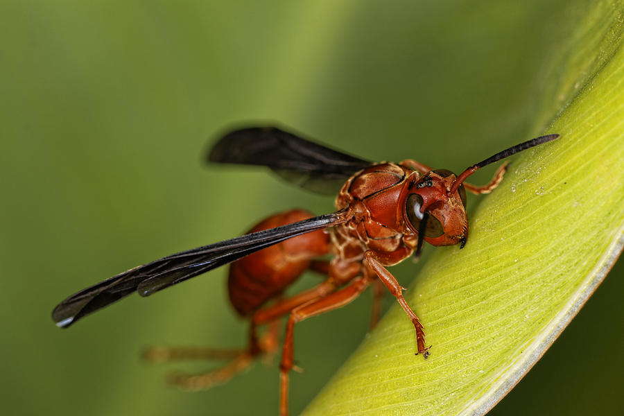 Wasp 2 Photograph by Jonathan Davison