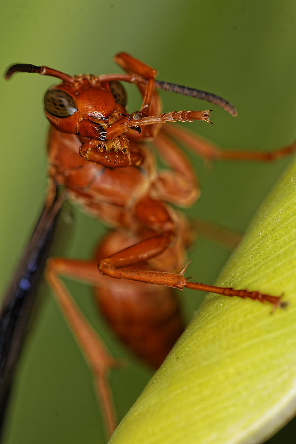 Wasp 3 Photograph by Jonathan Davison