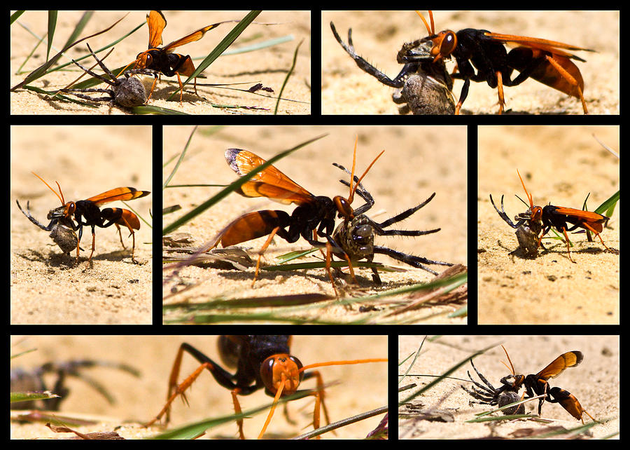 Spider Photograph - Wasp and his kill by Miroslava Jurcik
