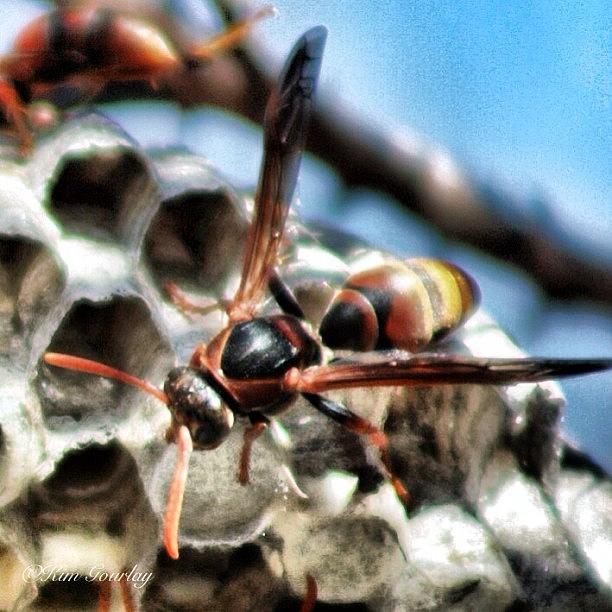 Wasp At Work Photograph by Kim Gourlay