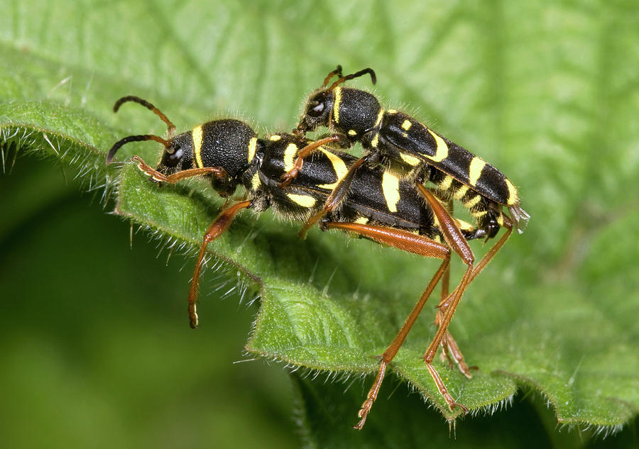 Nature Photograph - Wasp Beetles by Nigel Downer