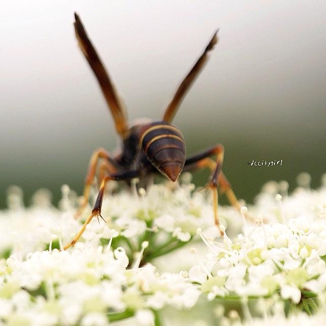 Wasp Butt Photograph by Dccitygirl WDC
