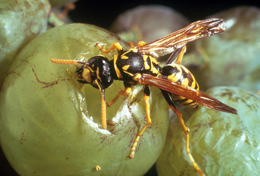 Wasp Eating Grape Photograph by Perennou Nuridsany