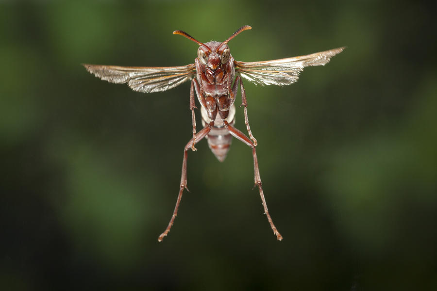 Wasp Flying Matobo Np Zimbabwe Photograph by Michael Durham