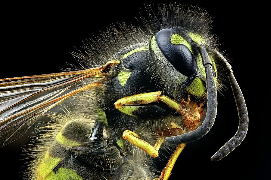 Wasp Photograph By Frank Fox - Fine Art America