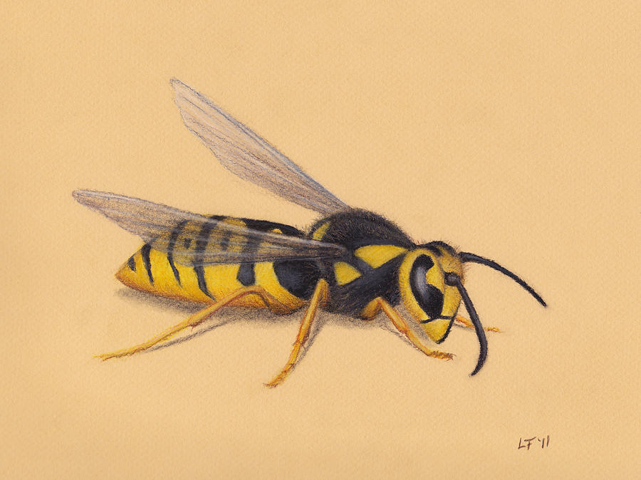 Wasp Drawing by Lars Furtwaengler