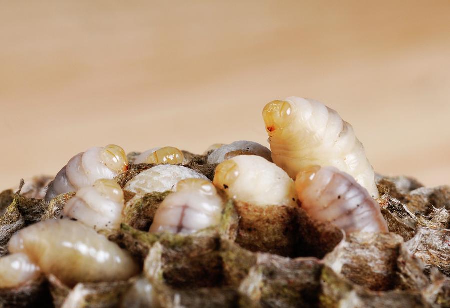 Nature Photograph - Wasp Larvae by Cordelia Molloy