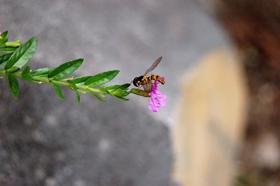 Wasp on a Single Tiny False Heather Flower Photograph by Linda Brody