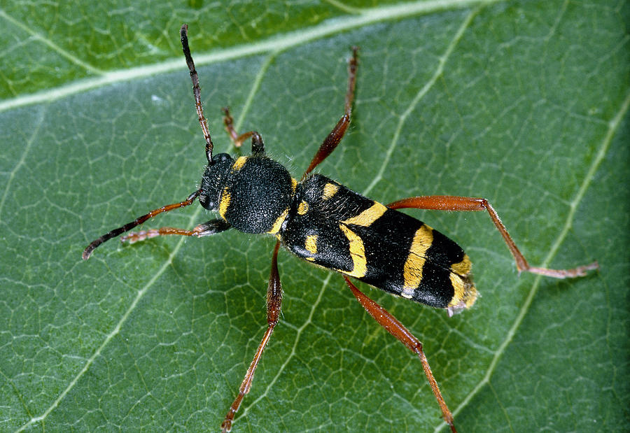 Wasp-mimicking Beetle Photograph by Perennou Nuridsany - Fine Art America