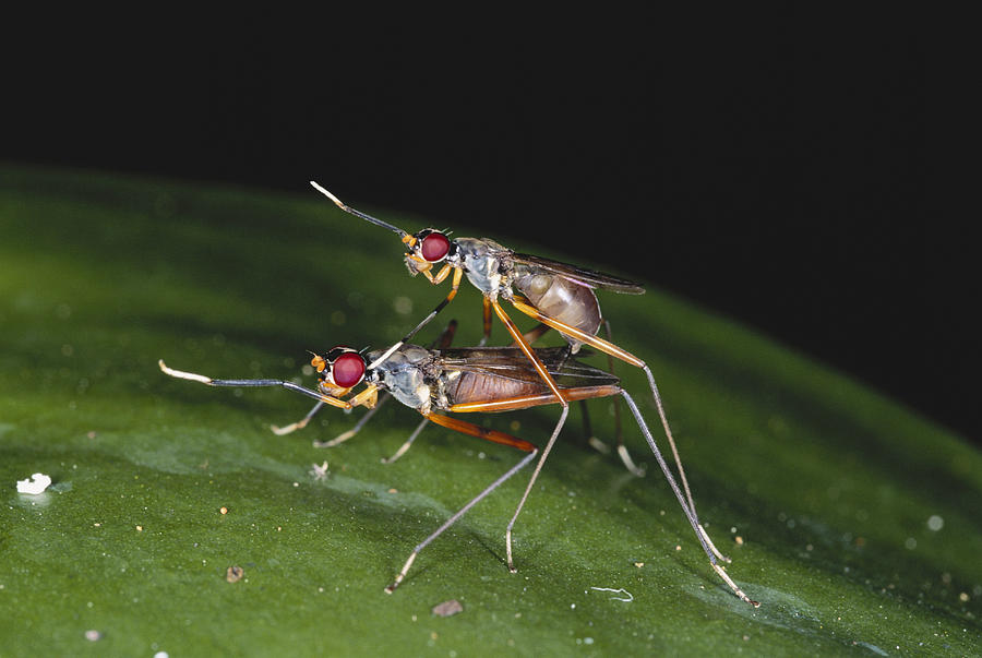 Wasp-mimicking Flies Photograph by Simon D. Pollard