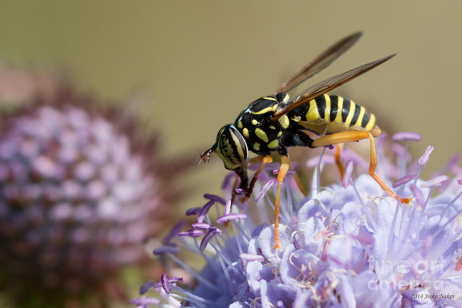Nature Photograph - Wasp mimicking syrphid fly #1 by Jivko Nakev