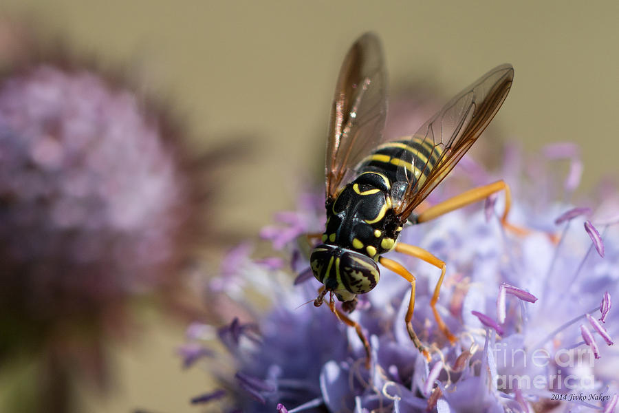 Nature Photograph - Wasp mimicking syrphid fly by Jivko Nakev
